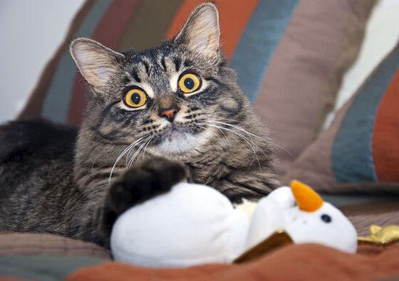 世界杯金光闪耀：史诗级的最终对决，世界杯金钞